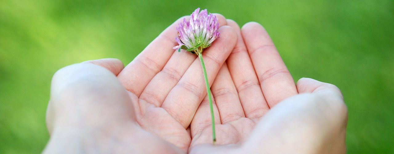 flower-8539_1280