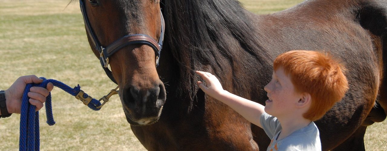 arabian-horse-656756_1280
