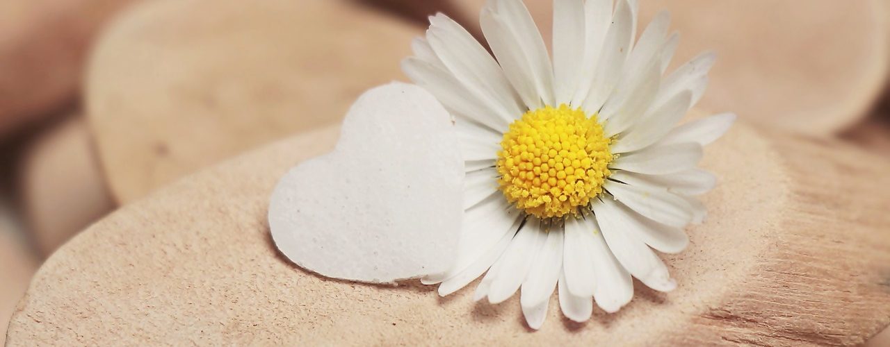 daisy-2314031_1280